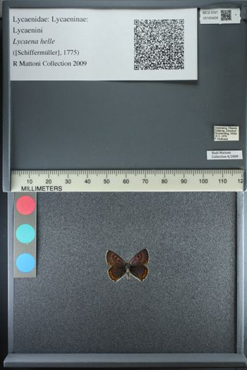 Media type: image;   Entomology 183426